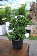 Load image into Gallery viewer, Juniper Procumbens Nana 4''