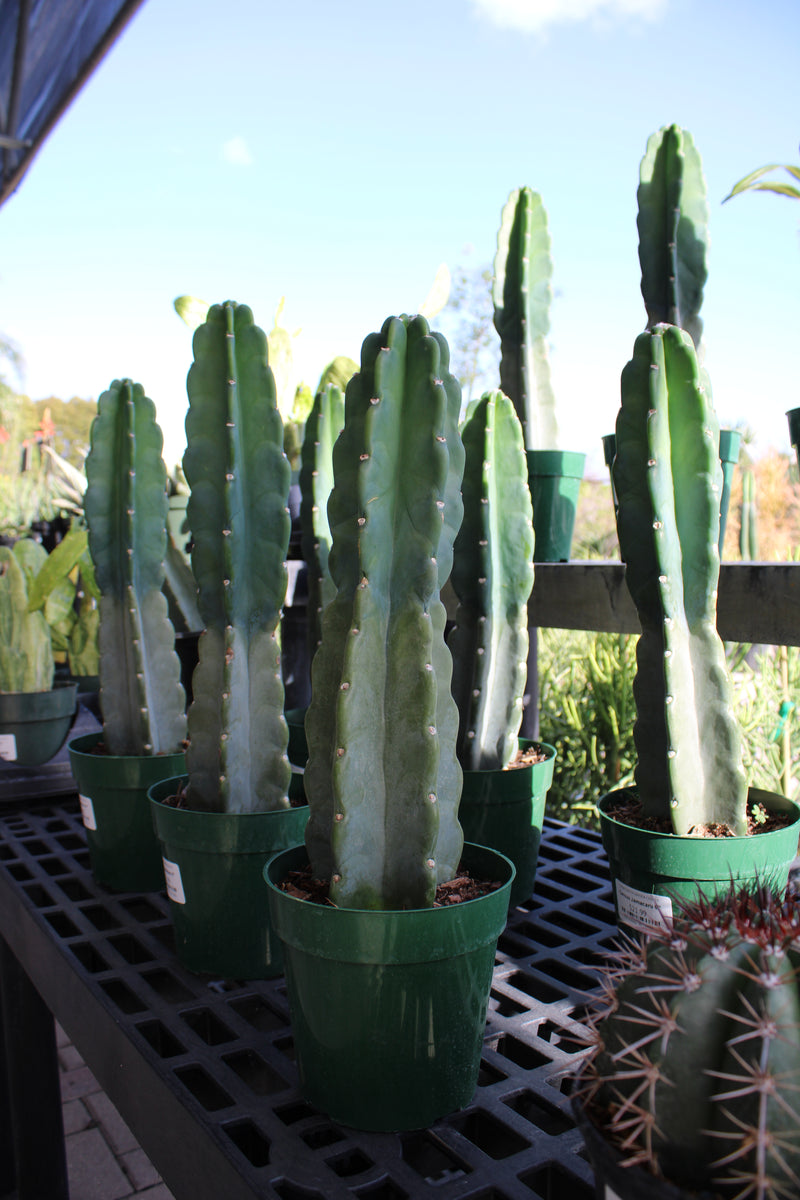 Cuddly Cactus – Casaplanta Miami