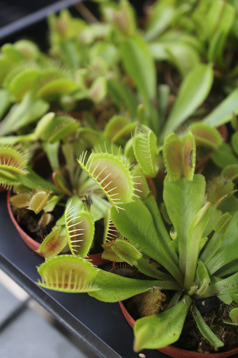 Carnivorous Assortment 2