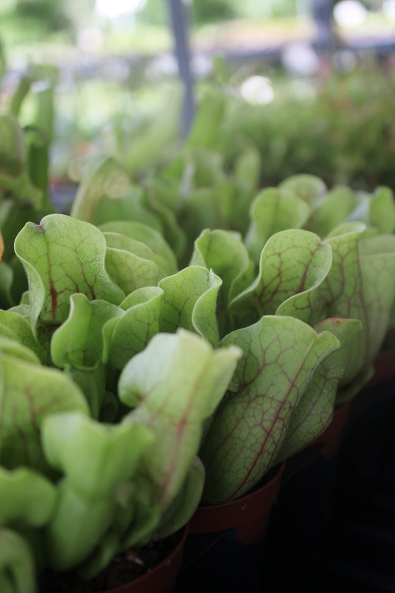 Carnivorous Assortment 2