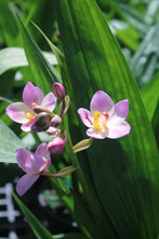Load image into Gallery viewer, Spathoglottis Ground Orchid 6"