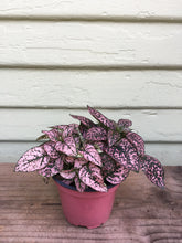 Load image into Gallery viewer, Hypoestes Polka Dot 6"
