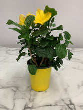 Load image into Gallery viewer, Hibiscus Bush 1 Gallon