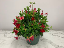 Load image into Gallery viewer, Dipladenia Hanging Basket 12"
