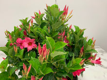 Load image into Gallery viewer, Dipladenia Hanging Basket 12"