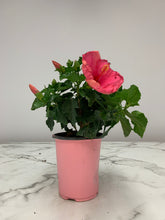 Load image into Gallery viewer, Hibiscus Bush Yoder Dwarf