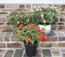 Load image into Gallery viewer, Lantana Assorted 6"/1G