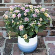 Load image into Gallery viewer, Lantana Assorted 6"/1G