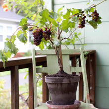 Load image into Gallery viewer, Grape Vine