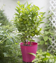 Load image into Gallery viewer, Guava Fruit Tree