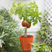 Load image into Gallery viewer, Papaya Fruit Tree