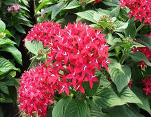 Load image into Gallery viewer, Penta Graffiti 6"/1G