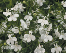 Load image into Gallery viewer, Lobelia Laguna 1G/6"