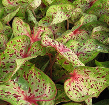 Load image into Gallery viewer, Caladium Strap Leaf 4.5"