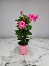 Load image into Gallery viewer, Mandevilla Trellis 1 Gallon