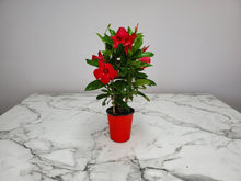 Load image into Gallery viewer, Mandevilla Trellis 1 Gallon