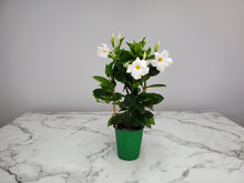 Load image into Gallery viewer, Mandevilla Trellis 1 Gallon