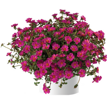Load image into Gallery viewer, Purslane Pazzaz 10" HB