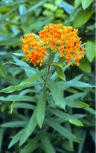 Load image into Gallery viewer, Milkweed 3G/10''