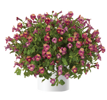 Load image into Gallery viewer, Torenia Color 10" HB