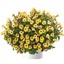 Load image into Gallery viewer, Torenia Color 10" HB