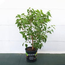 Load image into Gallery viewer, Mulberry 1G/6"