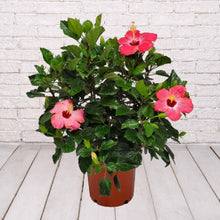 Load image into Gallery viewer, Hibiscus Bush 3 Gallon