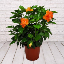 Load image into Gallery viewer, Hibiscus Bush 3 Gallon