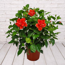 Load image into Gallery viewer, Hibiscus Bush 3 Gallon
