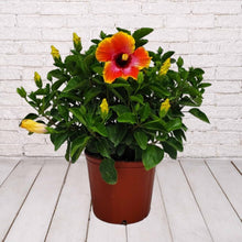 Load image into Gallery viewer, Hibiscus Bush 1 Gallon