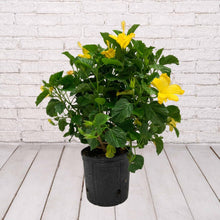 Load image into Gallery viewer, Hibiscus Bush 1 Gallon