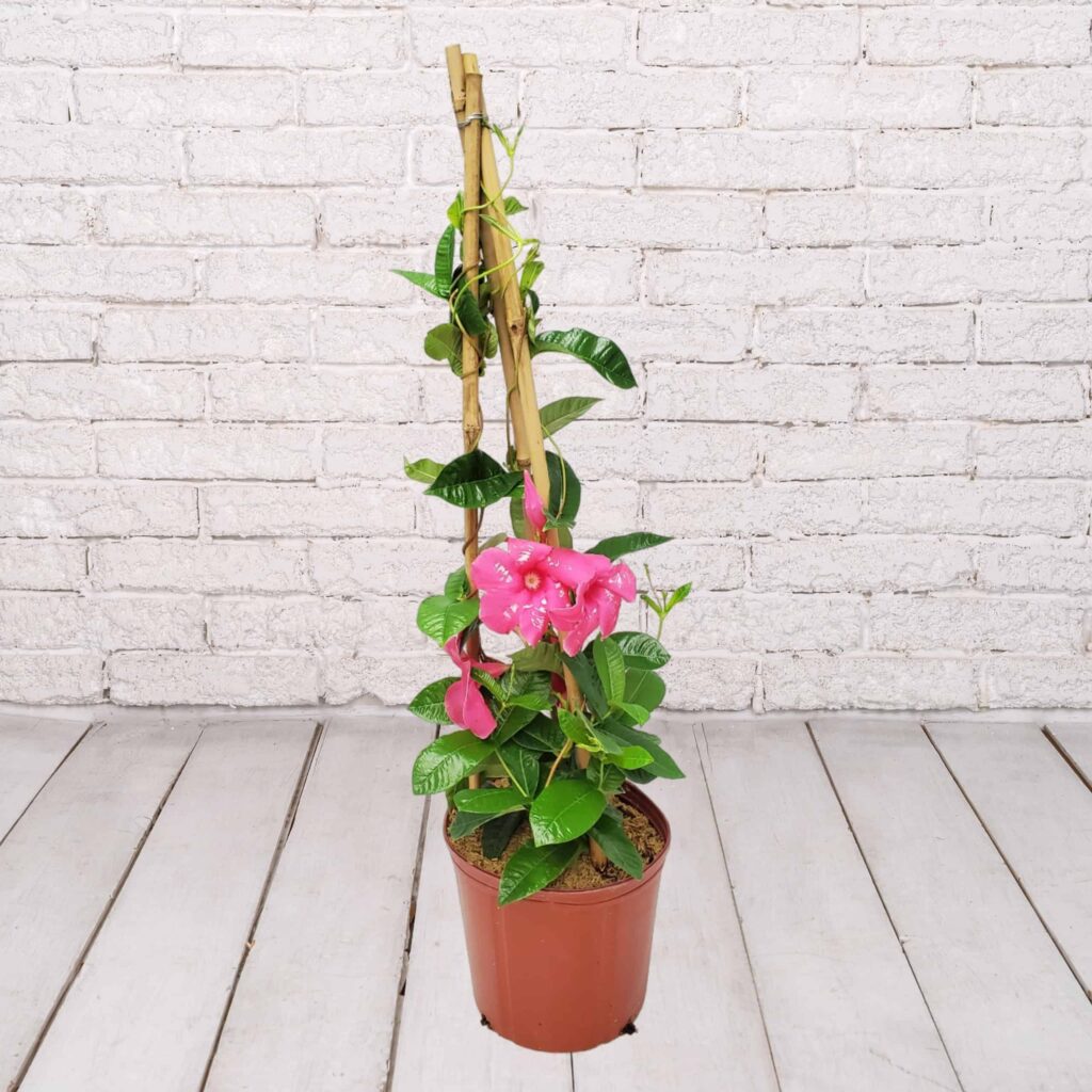 mandevilla plant on trellis Mandevilla Trellis 5 Gallon – Casaplanta Miami