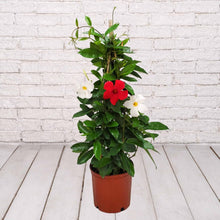 Load image into Gallery viewer, Mandevilla Trellis 5 Gallon