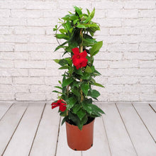 Load image into Gallery viewer, Mandevilla Trellis 5 Gallon