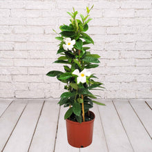 Load image into Gallery viewer, Mandevilla Trellis 5 Gallon
