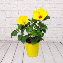 Load image into Gallery viewer, Hibiscus Bush Yoder Dwarf