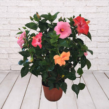 Load image into Gallery viewer, Hibiscus Bush 3 Gallon