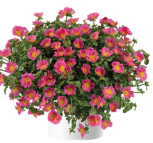 Load image into Gallery viewer, Purslane Pazzaz 10" HB