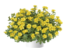 Load image into Gallery viewer, Purslane Pazzaz Nano 4.5"