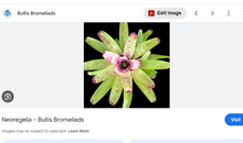 Load image into Gallery viewer, Neoregelia 1G/6"