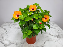 Load image into Gallery viewer, Hibiscus Bush Yoder Dwarf