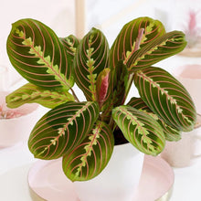 Load image into Gallery viewer, Maranta Red 6" HB