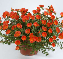 Load image into Gallery viewer, Purslane Pazzaz 10" HB