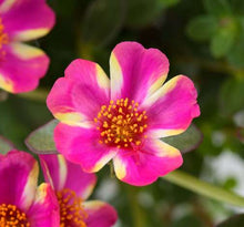 Load image into Gallery viewer, Purslane Campino 4.5"