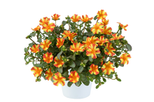 Load image into Gallery viewer, Purslane Pazzaz Nano 4.5"