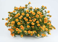 Load image into Gallery viewer, Purslane Pazzaz 10" HB