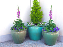 Load image into Gallery viewer, Fish Bowl Pots