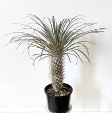 Load image into Gallery viewer, Pachypodium Geayi