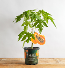 Load image into Gallery viewer, Papaya Fruit Tree