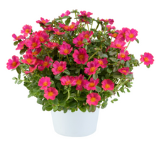 Load image into Gallery viewer, Purslane Pazzaz 10" HB